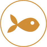 Pesce Pesce