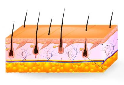 Cuoio capelluto Cuoio capelluto